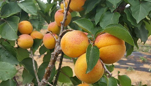 Oranges