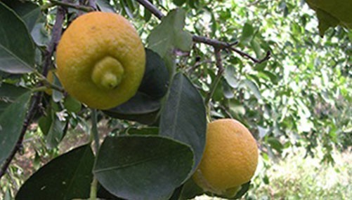 Table Olives