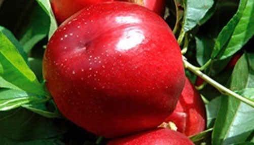 Pommier