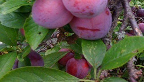 Potato Seeds