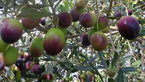 Citronniers