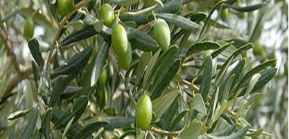 Sigoise (olivier à huile)