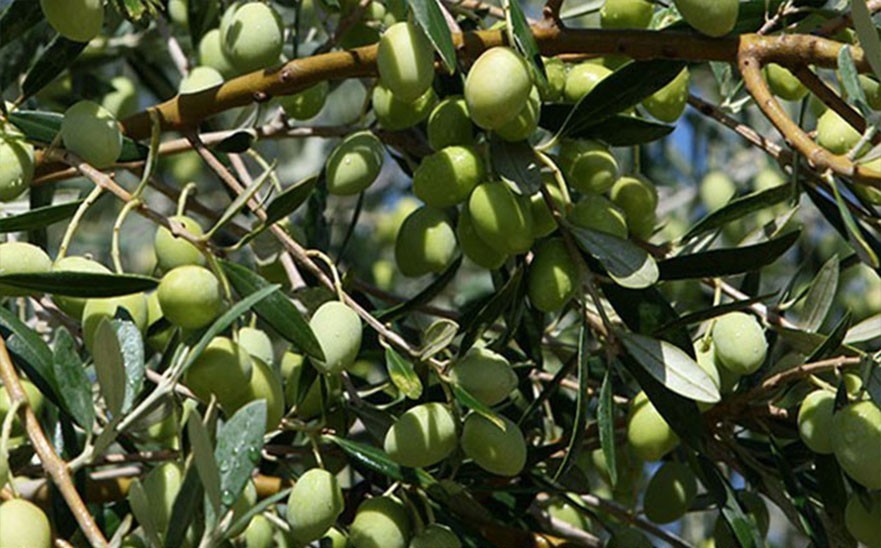 PEPINIERE MABROUKA Tunisie Picholine PEPINIERE MABROUKA Tunisie Picholine