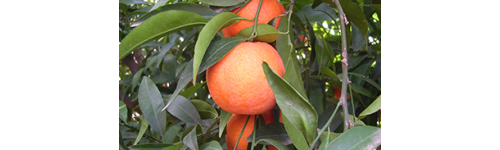 Clémentines et mandarines